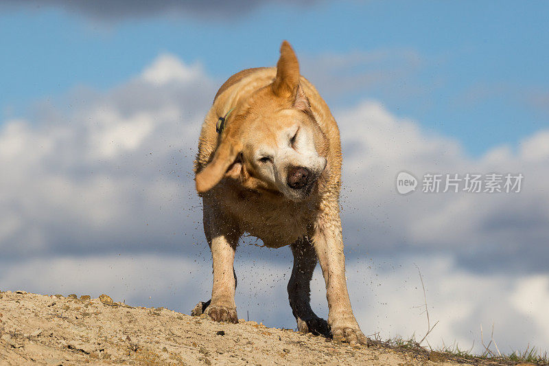 潮湿的拉布拉多犬抖掉身上的水