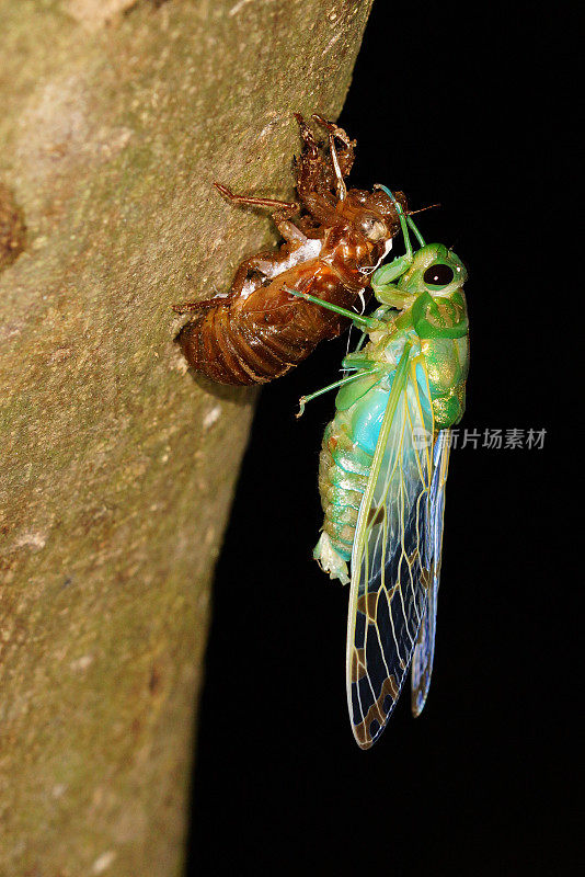 Cicade孵化