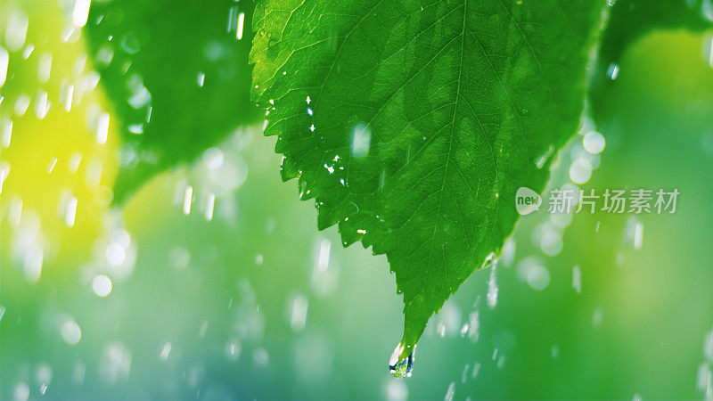 雨滴从树叶上落下