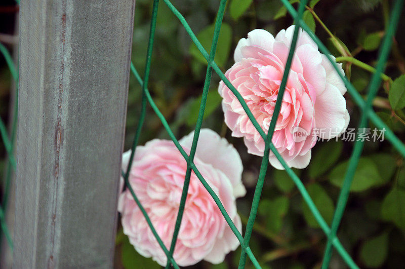粉色的玫瑰开花