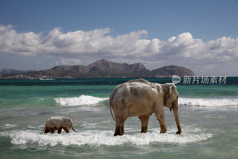 小象和妈妈去游泳