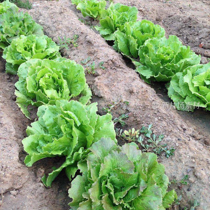 生菜种植在菜园里