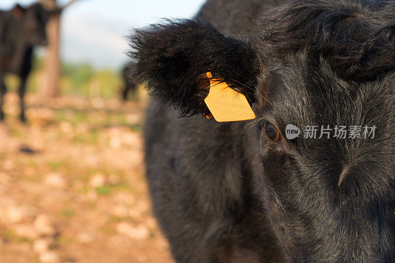 黑色安格斯小牛犊看起来很好奇