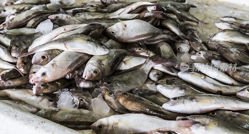 在迪拜鱼市场，鱼被浸泡在融化的冰里