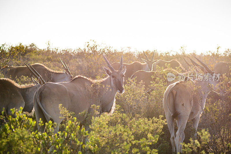一群非洲大羚羊在高高的草丛中行走