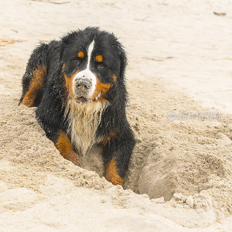 肮脏潮湿的比利时山地犬在波罗的海的沙滩上挖洞