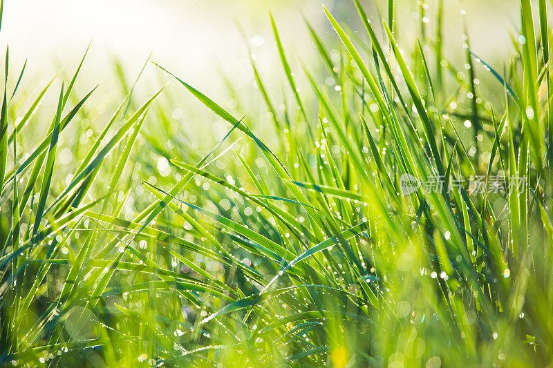 早晨新鲜的绿草
