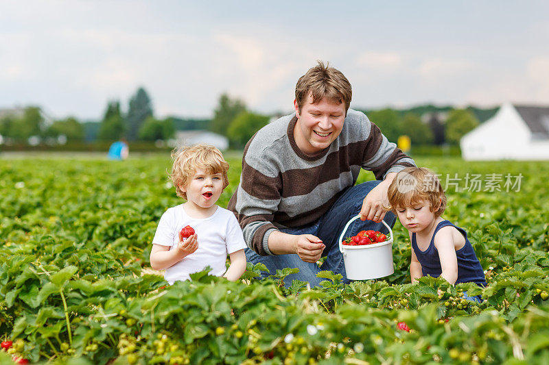 父亲和两个小男孩在有机草莓农场