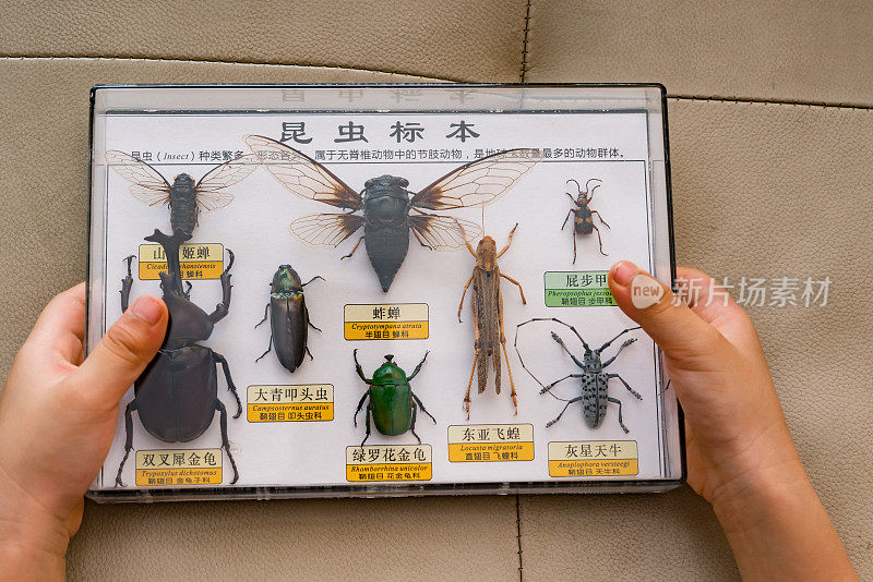 孩子们拿着一盒昆虫标本，上面的中文是收集昆虫标本并解释什么是昆虫，其他中文是相关昆虫的名称