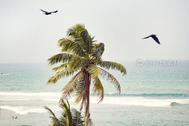 热带棕榈滩