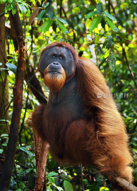 苏门答腊岛古农洛伊泽国家公园丛林中的统治雄性猩猩。