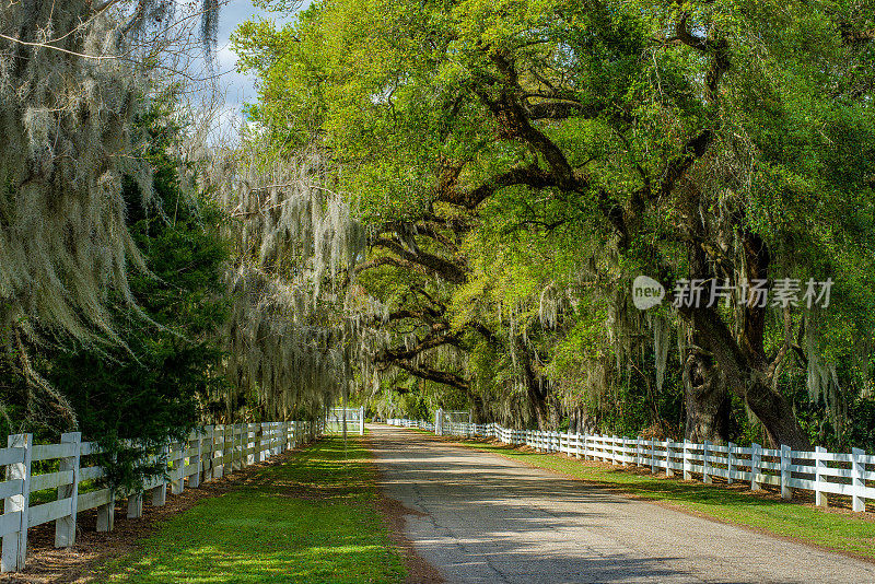 白色栅栏路，西班牙苔藓，春天，路易斯安那州
