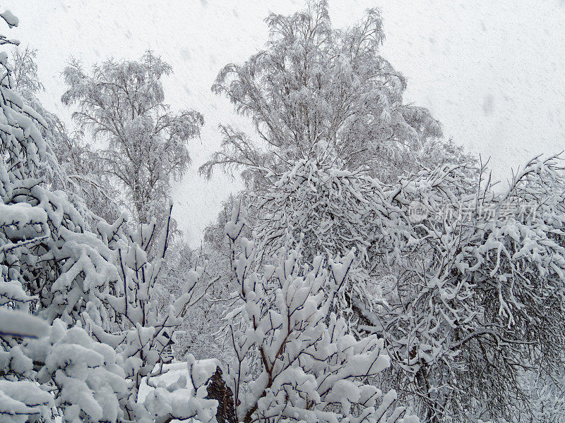 树枝上的雪