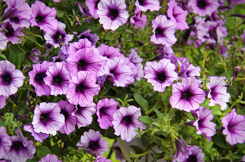 夏日花园里鲜艳的紫色矮牵牛花