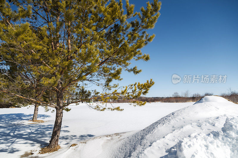 冬松雪堆