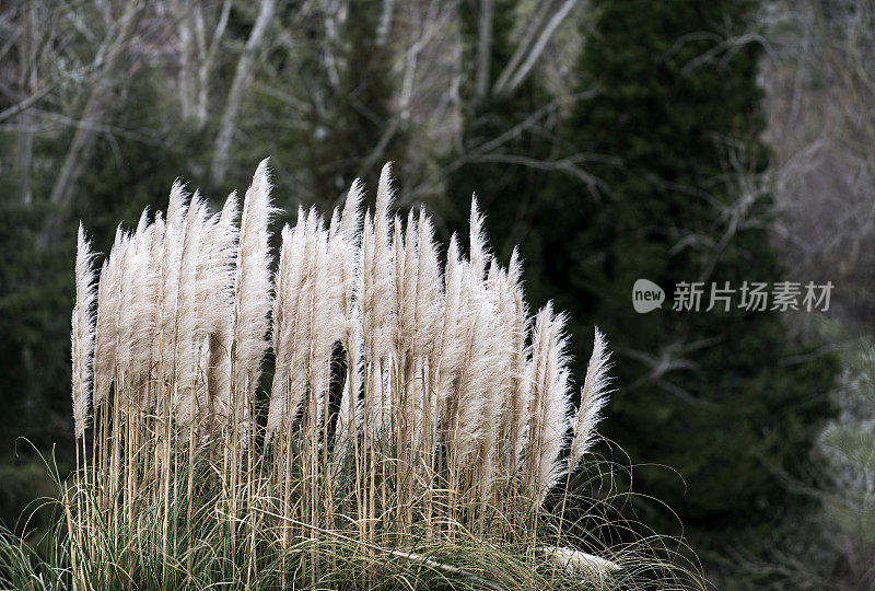 潘帕斯植物在森林前面