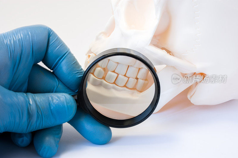牙科，牙周和牙龈疾病的诊断和治疗概念照片。牙医或牙科保健员用放大镜检查头骨上的牙齿，象征对牙齿健康的诊断和测试