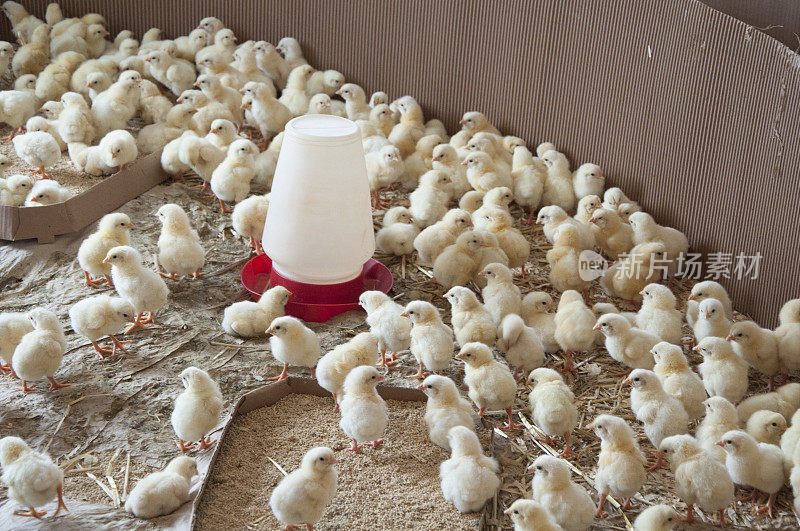 小鸡在农场喂养