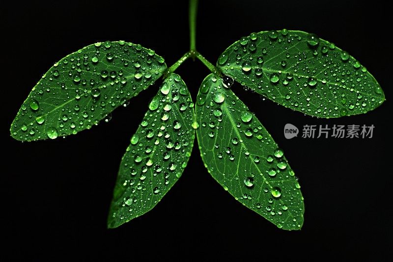 绿叶上的雨滴特写(黑色背景)