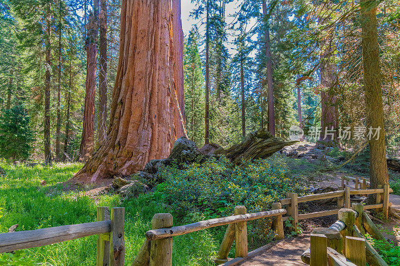 巨红杉树国王峡谷国家公园，加州