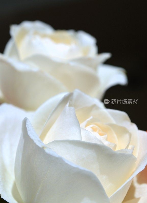 两个白玫瑰