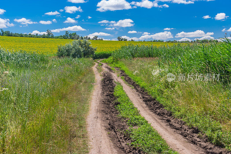 在乌克兰中部的第聂伯勒市附近，穿过草地到盛开的向日葵田的土路