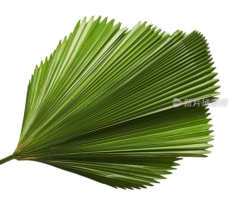 折边的扇棕榈叶，大的热带叶子，有褶的叶子孤立在白色的背景上，有修剪路径