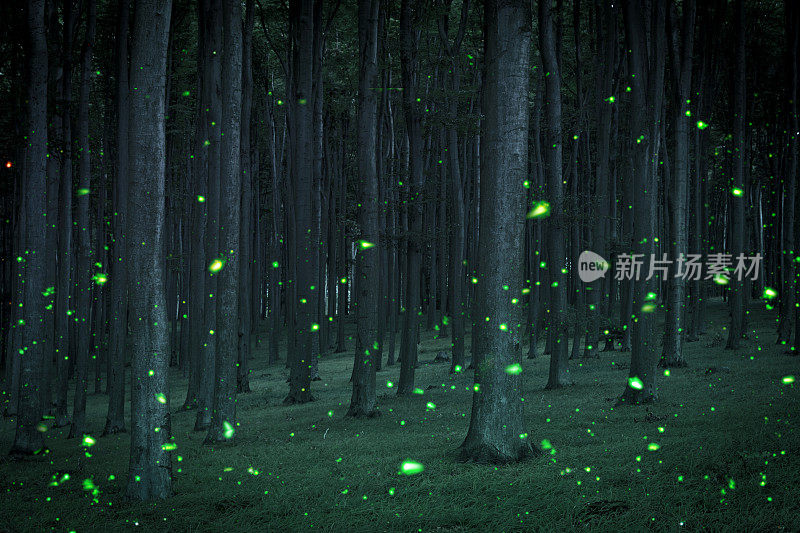 夜间的针叶林里有神奇的萤火虫
