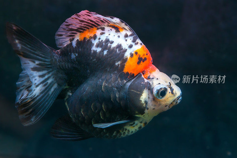 美丽的日本龙金金鱼