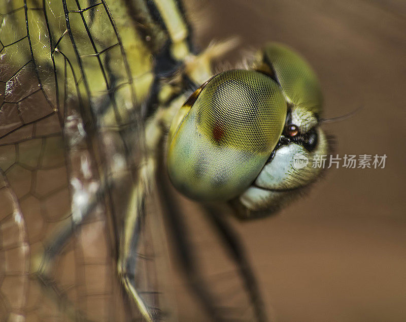 蜻蜓眼睛的微距镜头