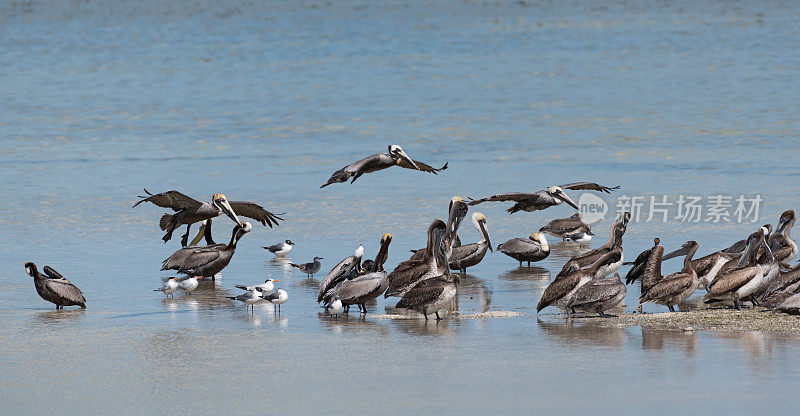 墨西哥霍尔鲍克斯岛前的沙洲上，各种各样的海鸟