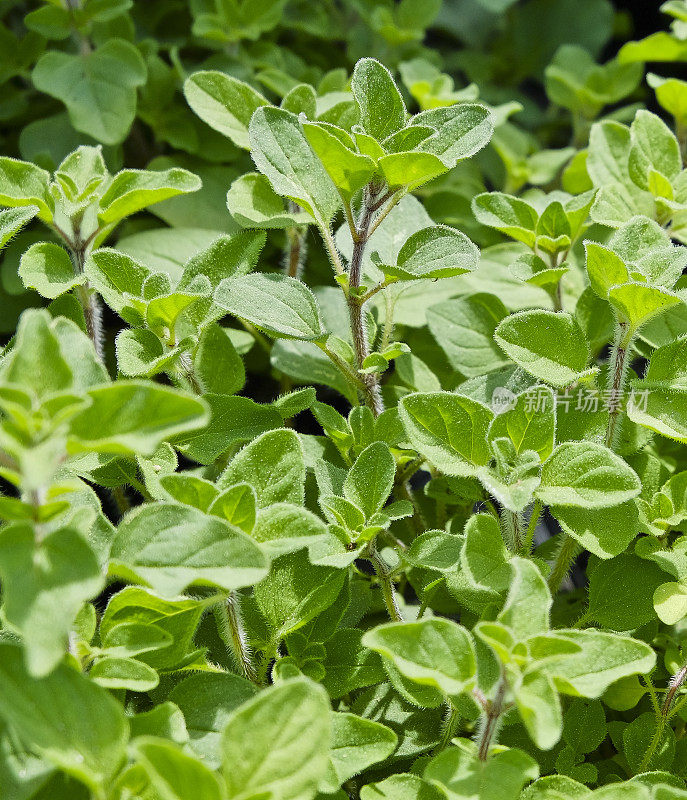 特写希腊香料牛至-香草花园