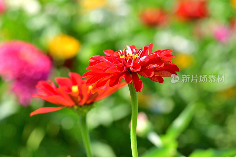 Zinnia花