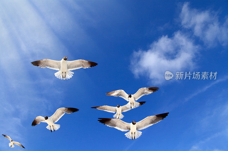 近距离观察一群海鸥飞过湛蓝晴朗的天空