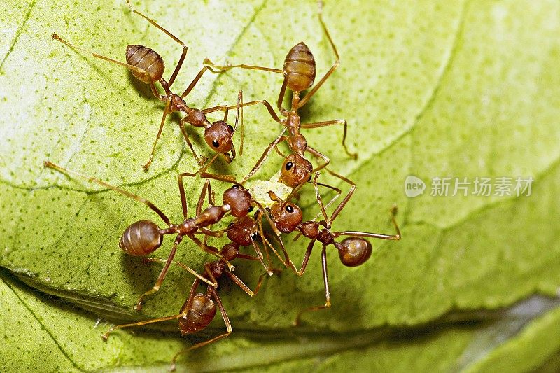 5蚂蚁帮助搬运食物。