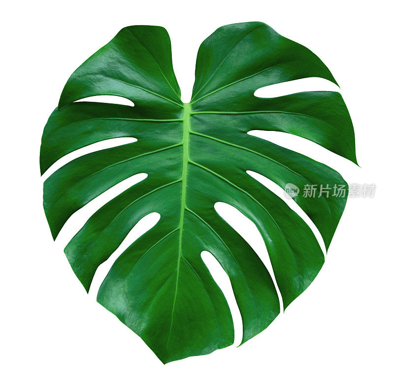 芒斯特拉植物的叶子，热带常绿藤本孤立在白色的背景，修剪路径包括