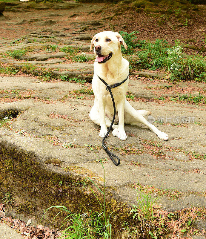 拉布拉多寻回犬