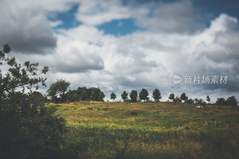 广阔的野生景观在一个多云的夏天与牛群