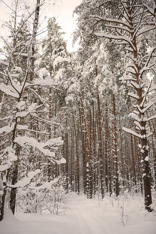 冬天雪森林。圣诞和新年。