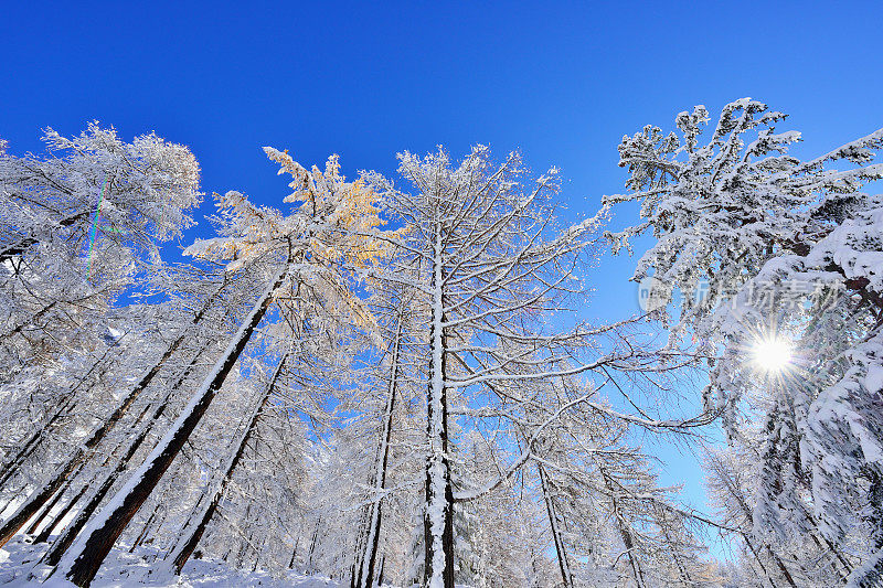 雪松树在蓝天背景