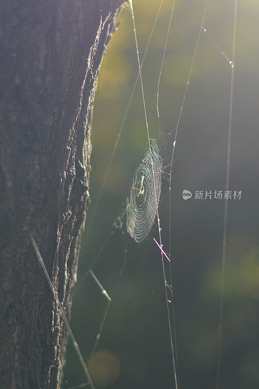 阳光透过的蜘蛛网