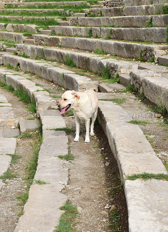 西西里的拉布拉多寻回犬