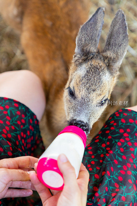 从奶瓶中吮吸乳汁的小鹿