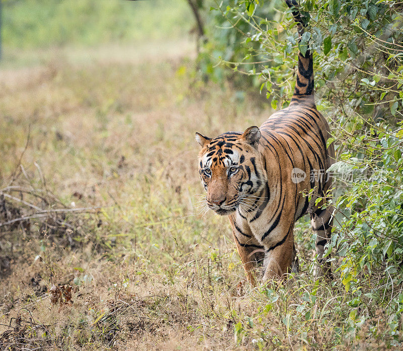 印度班德哈瓦国家公园的森林里，孟加拉虎在行走