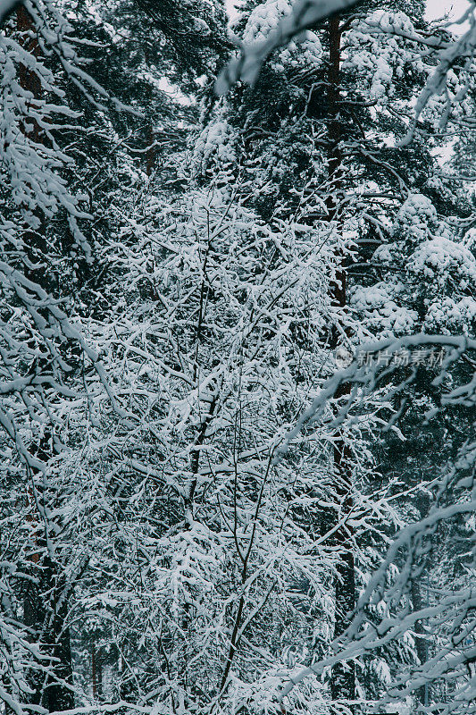 神奇的雪覆盖了树木。美丽的冬天的风景