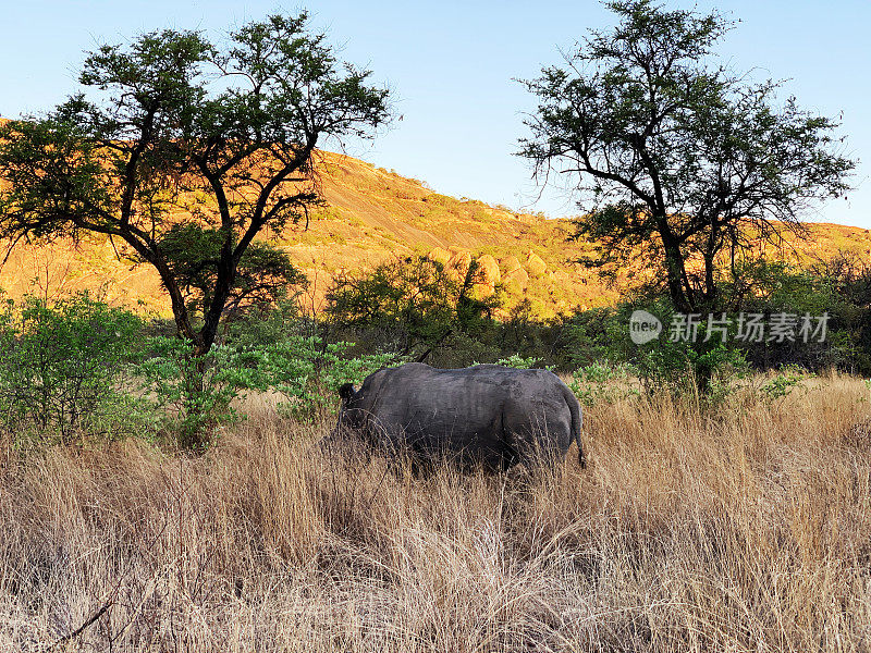 津巴布韦马托波斯国家公园的白犀牛