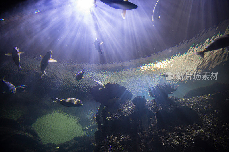 隧道内的水族馆有许多种类的鱼