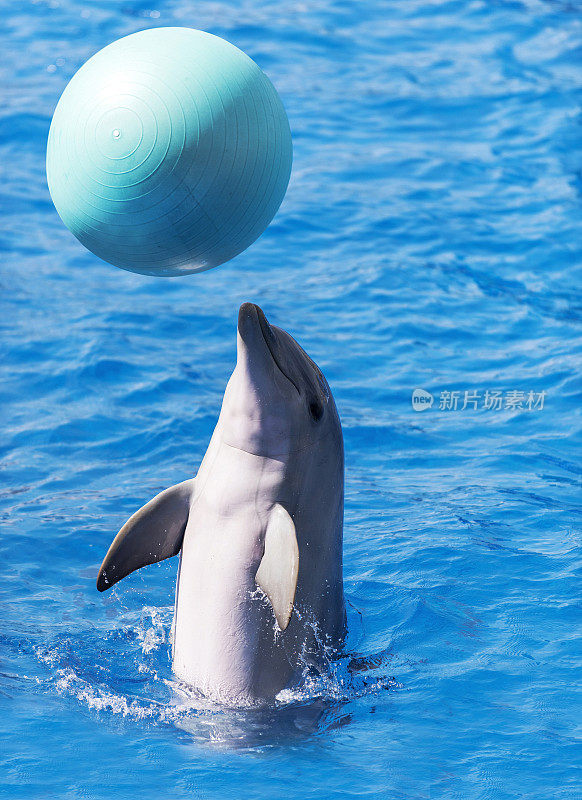 训练过的海豚在水上玩球