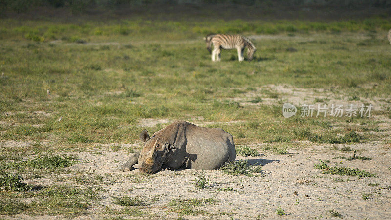 在大草原上休息的犀牛。斑马在后台