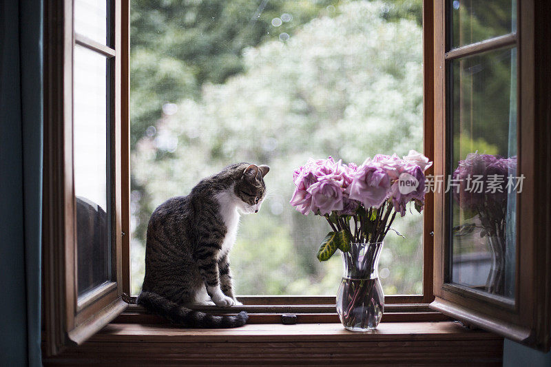 窗台上有花和一只虎斑猫